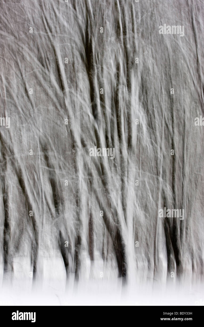 Résumé de pins et de neige, Yosemite National Park, California, USA. Banque D'Images