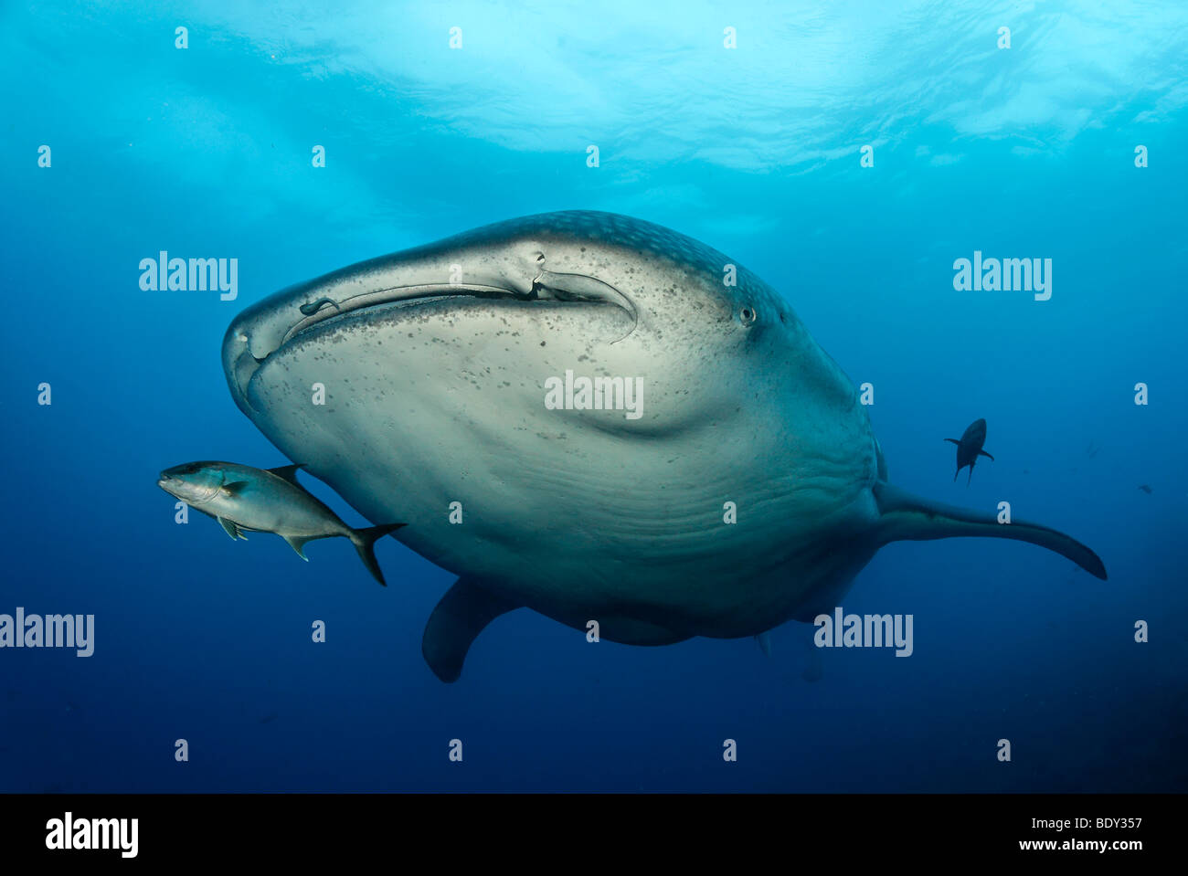 Requin-baleine (Rhincodon typus), Darwin, l'île de l'archipel des Galapagos, UNESCO World Heritage Site, Equateur, Amérique du Sud, Asie-Pacifique Banque D'Images