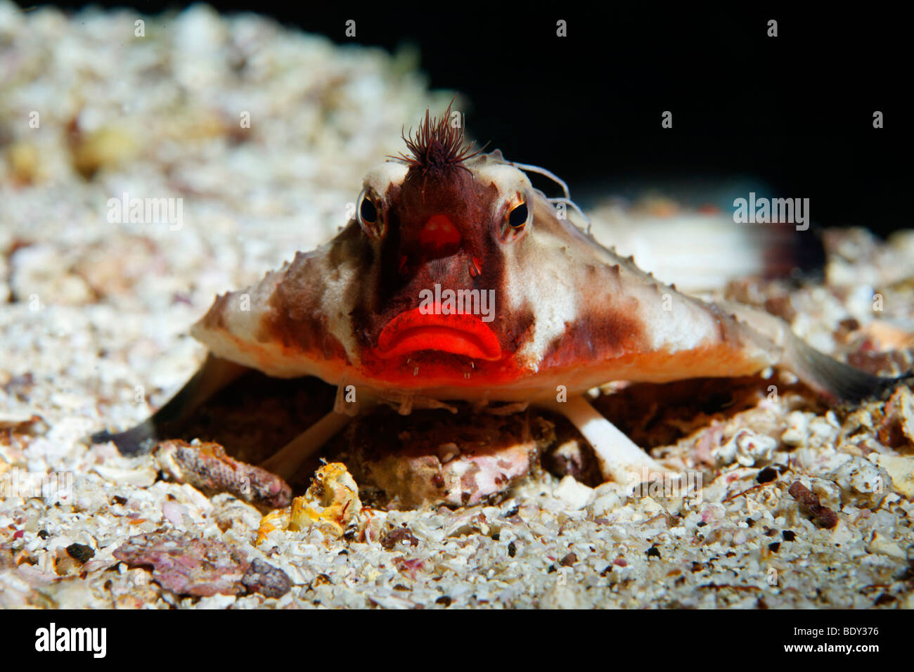 Red-Lipped platax (Ogcocephalus darwini) portrait, frontale, head-on, Cousin Rock, UNESCO World Heritage Site, Bartos Galapagos Banque D'Images