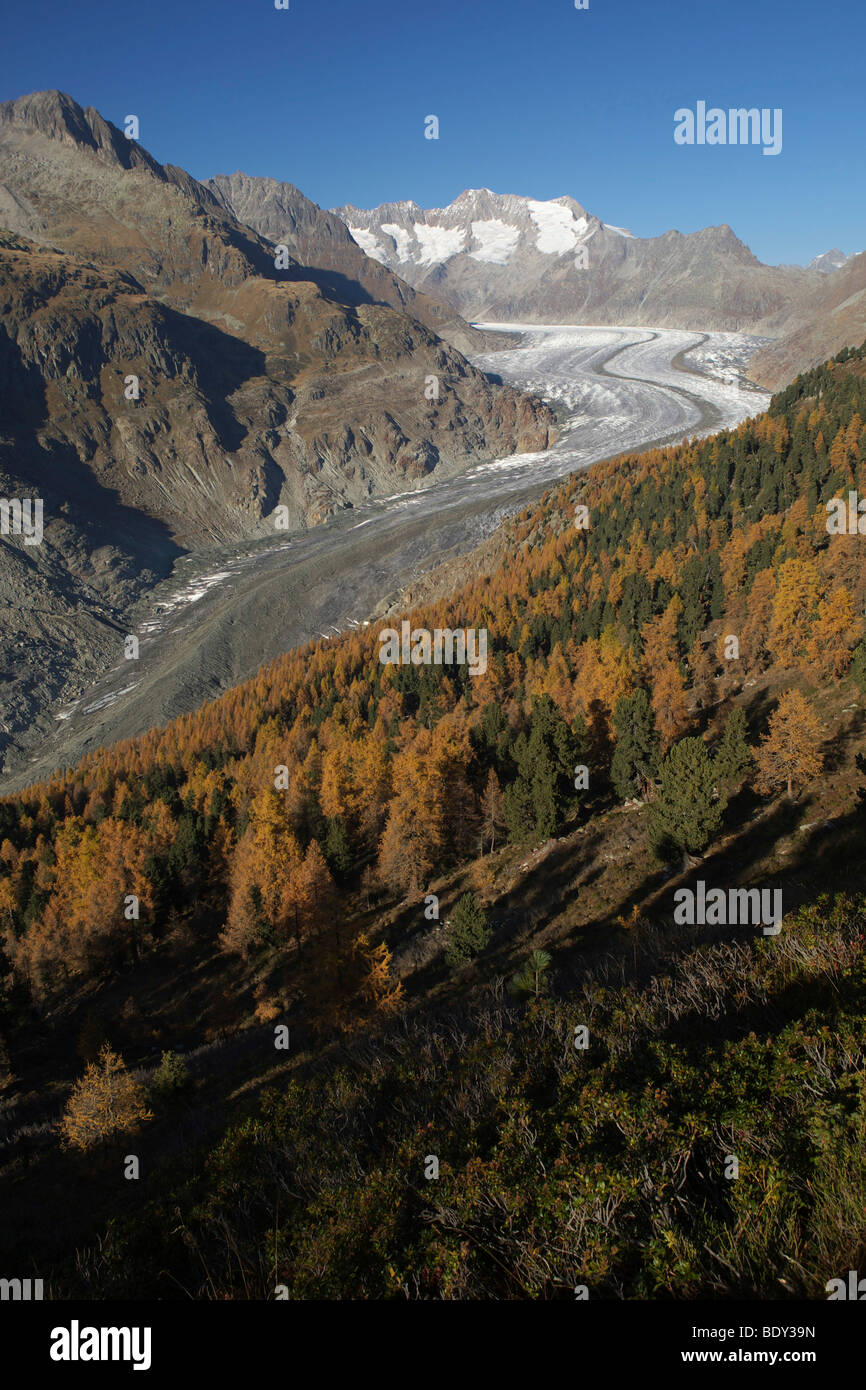 À l'automne du Glacier d'Aletsch, Valais, Suisse, Europe Banque D'Images