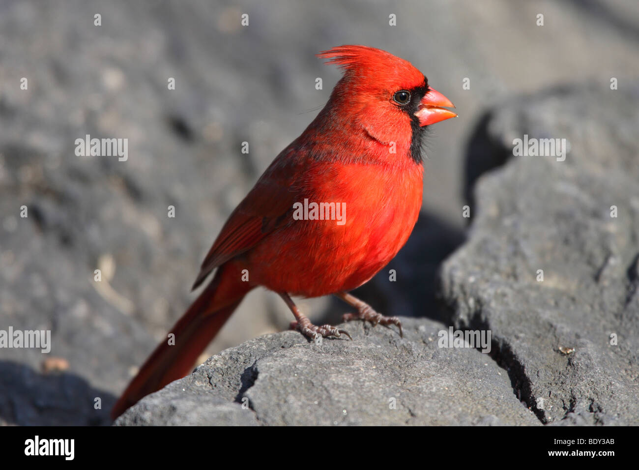 Cardinal rouge (Cardinalis cardinalis cardinalis) on rock Banque D'Images