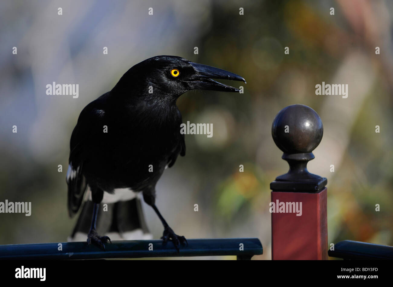 (Strepera graculina Currawong pie), New South Wales, Australie Banque D'Images