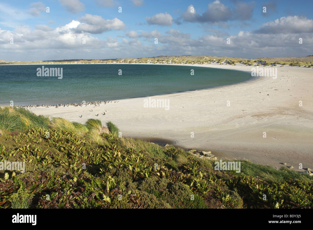 Plage de Stanley, Gypsy Cove, îles Malouines, l'Amérique du Sud Banque D'Images