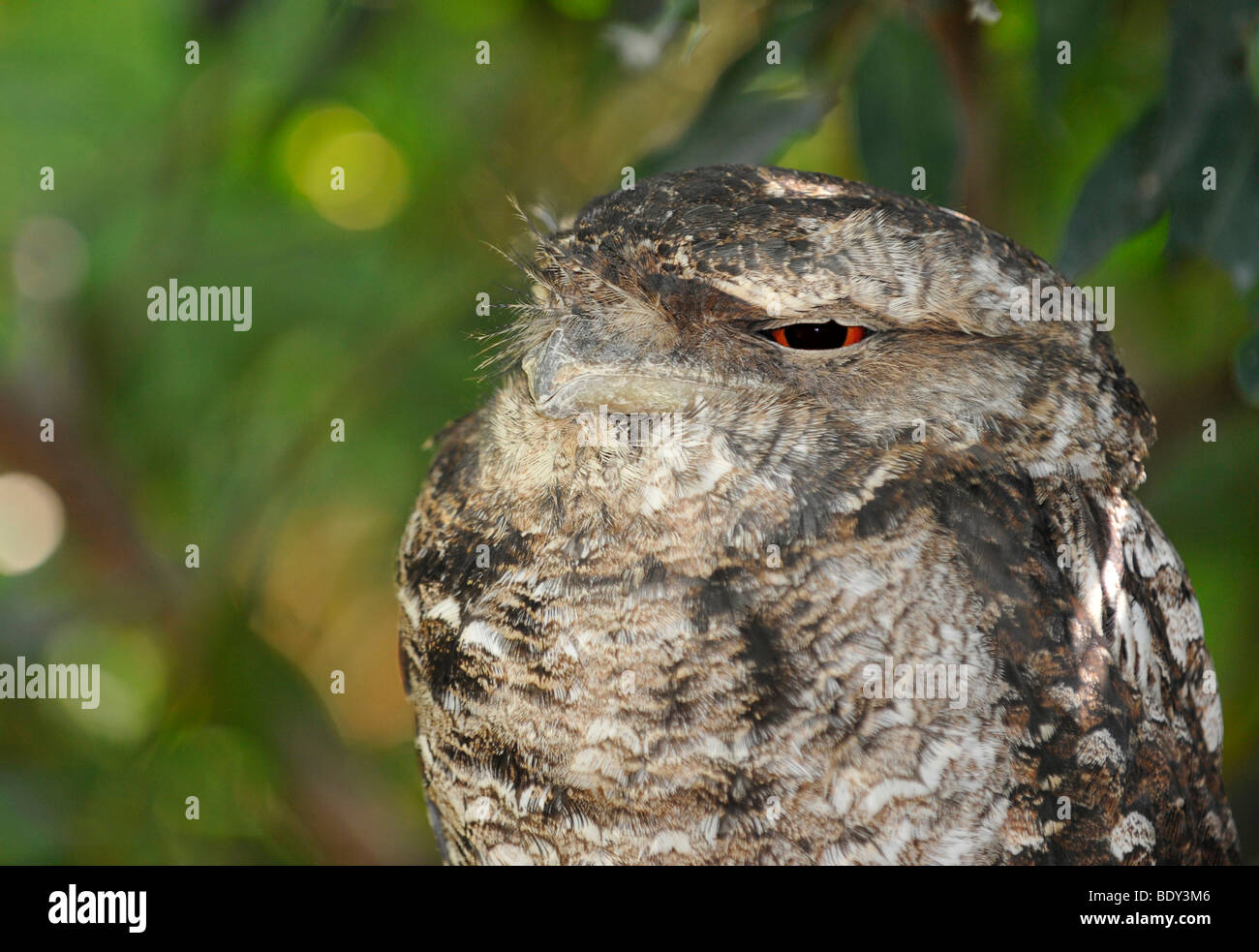 Une grille supérieure de papou (Podargus papuensis), Queenland, Australie Banque D'Images