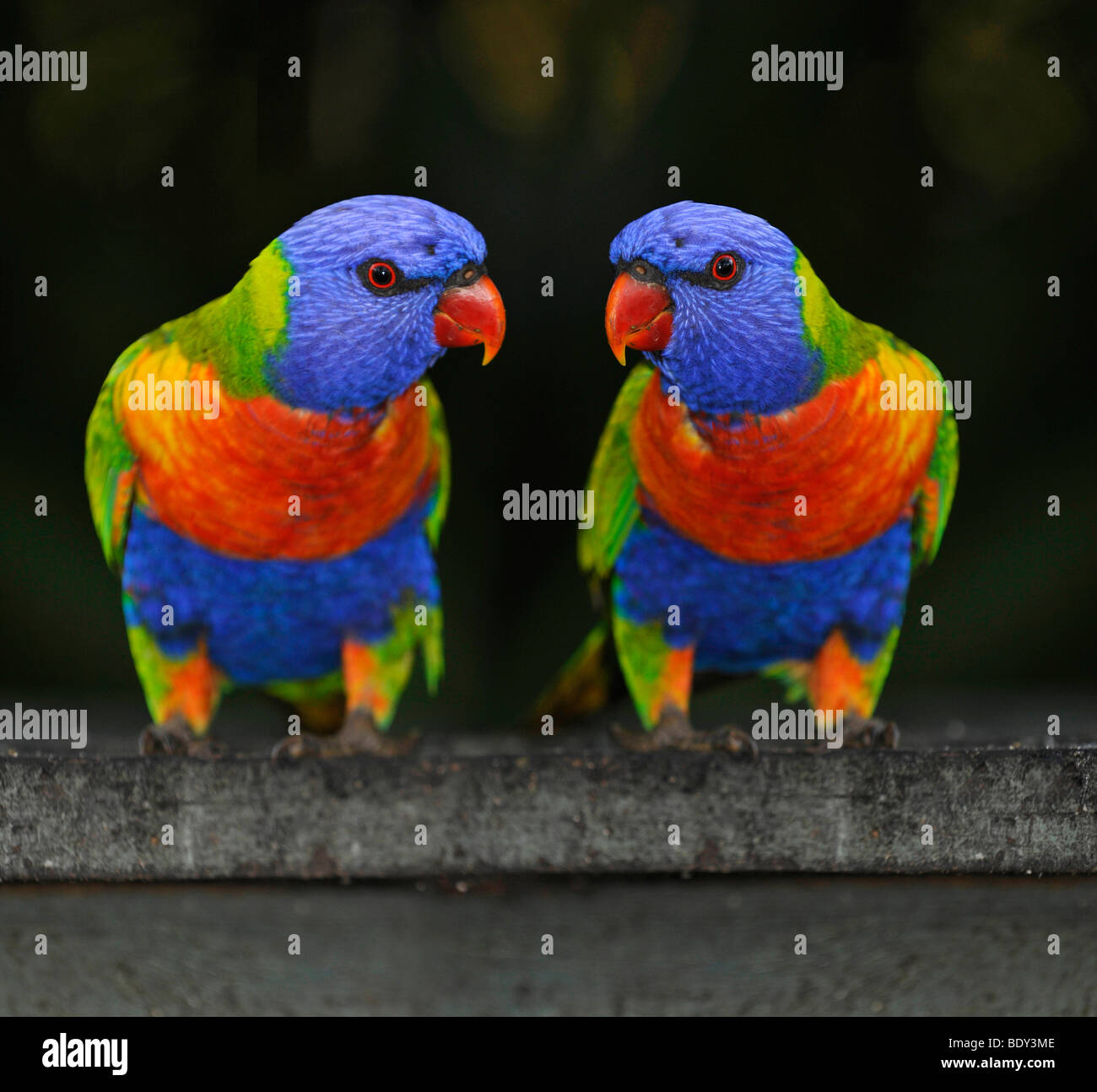 Rainbow loriquets verts, Loris (Trichoglossus haematodus), Queensland, Australie Banque D'Images