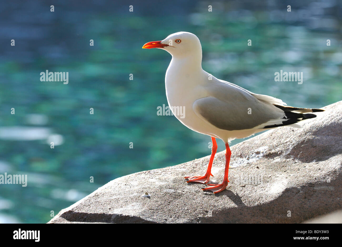 Mouette argentée Mouette aussi, (Chroicocephalus novaehollandiae), New South Wales, Australie Banque D'Images