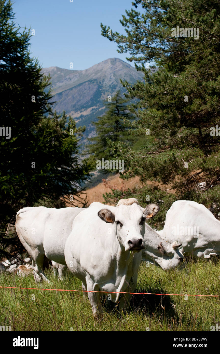 Piemontese le pâturage du bétail dans les Alpes italiennes, près de Sestriere. Italie Banque D'Images