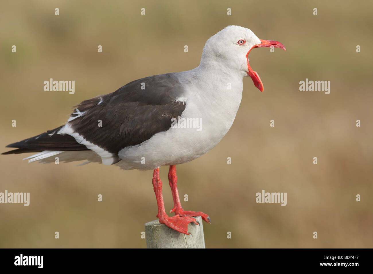 (Leucophaeus scoresbii Dolphin Gull), îles Malouines, l'Amérique du Sud Banque D'Images