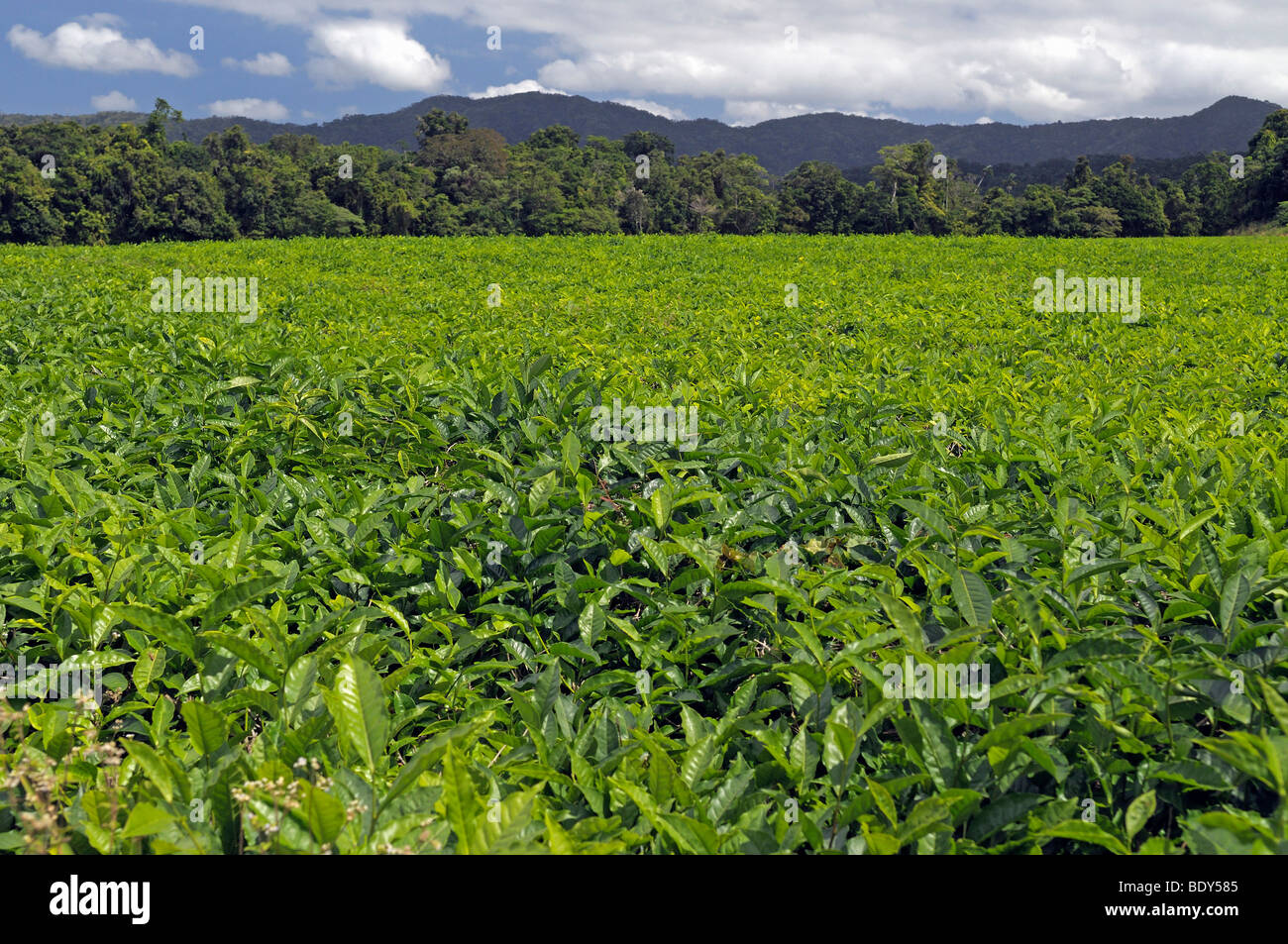 La plantation de thé dans les montagnes de la parc national de Daintree, Queensland, Australie Banque D'Images