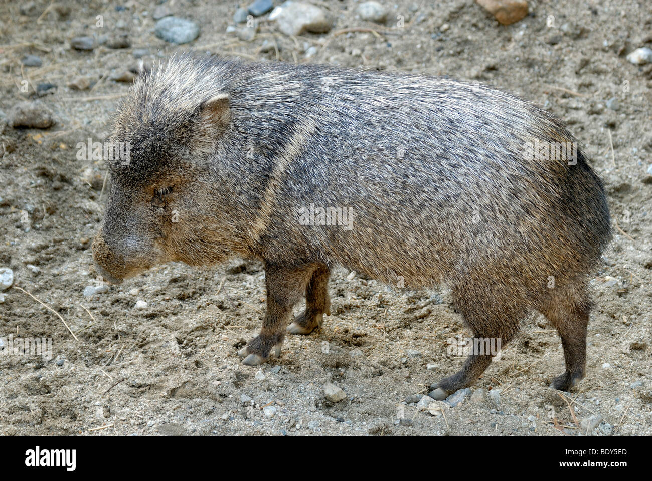 Pécari à collier (Tayassu tajacu, Javelina), Désert vivant Park, Palm Desert, California, USA Banque D'Images