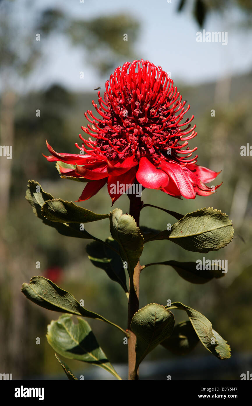 L'Australie, NSW, Telopea speciosissima, Waratah, emblème floral de la Nouvelle Galles du Sud Banque D'Images