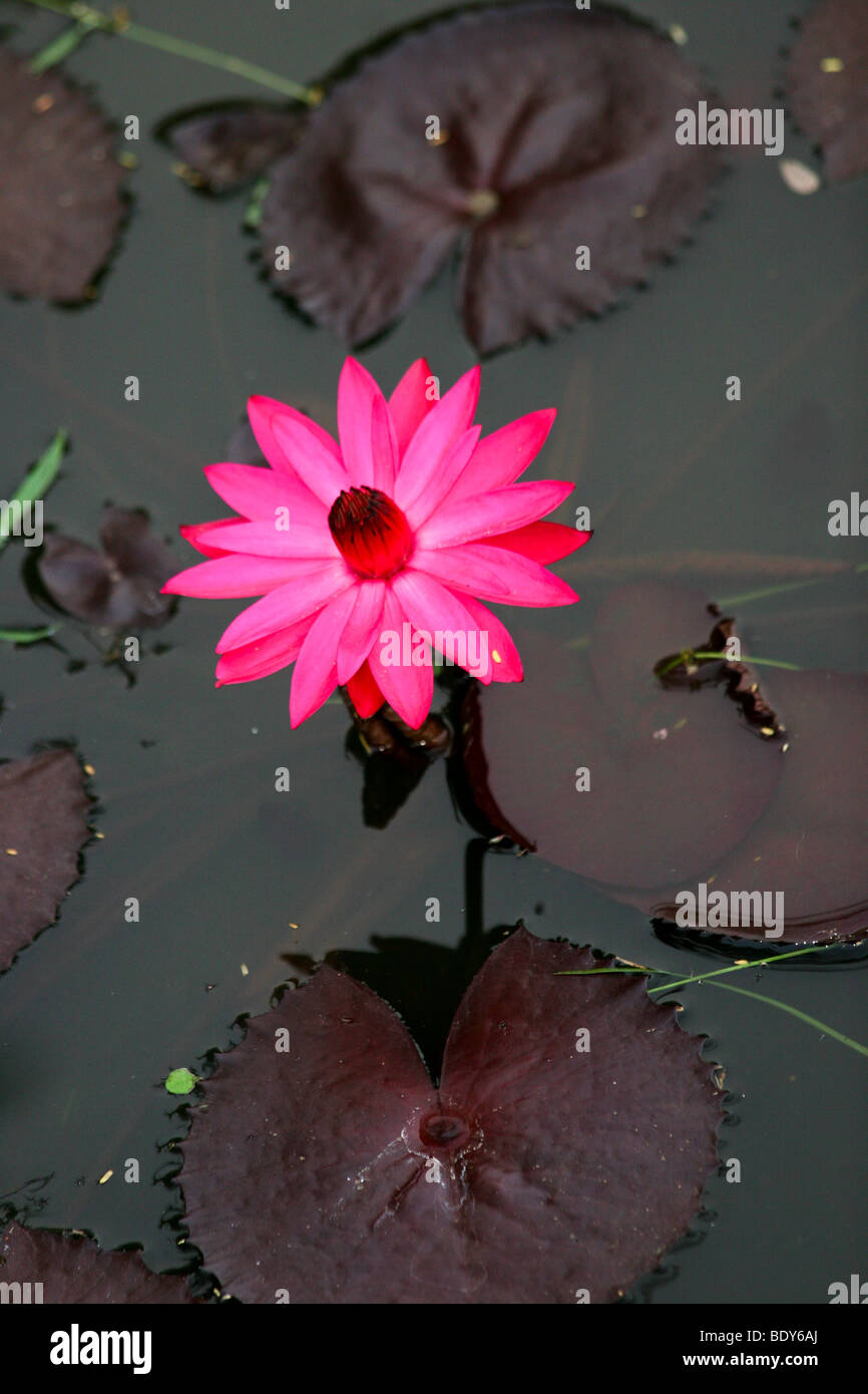 La Tanzanie, Pink water lily dans un étang Banque D'Images