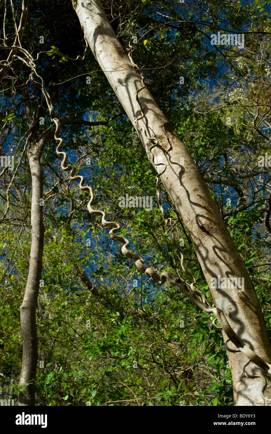 Échelle de singe Vine (Bauhinia glabra), une liane. Banque D'Images