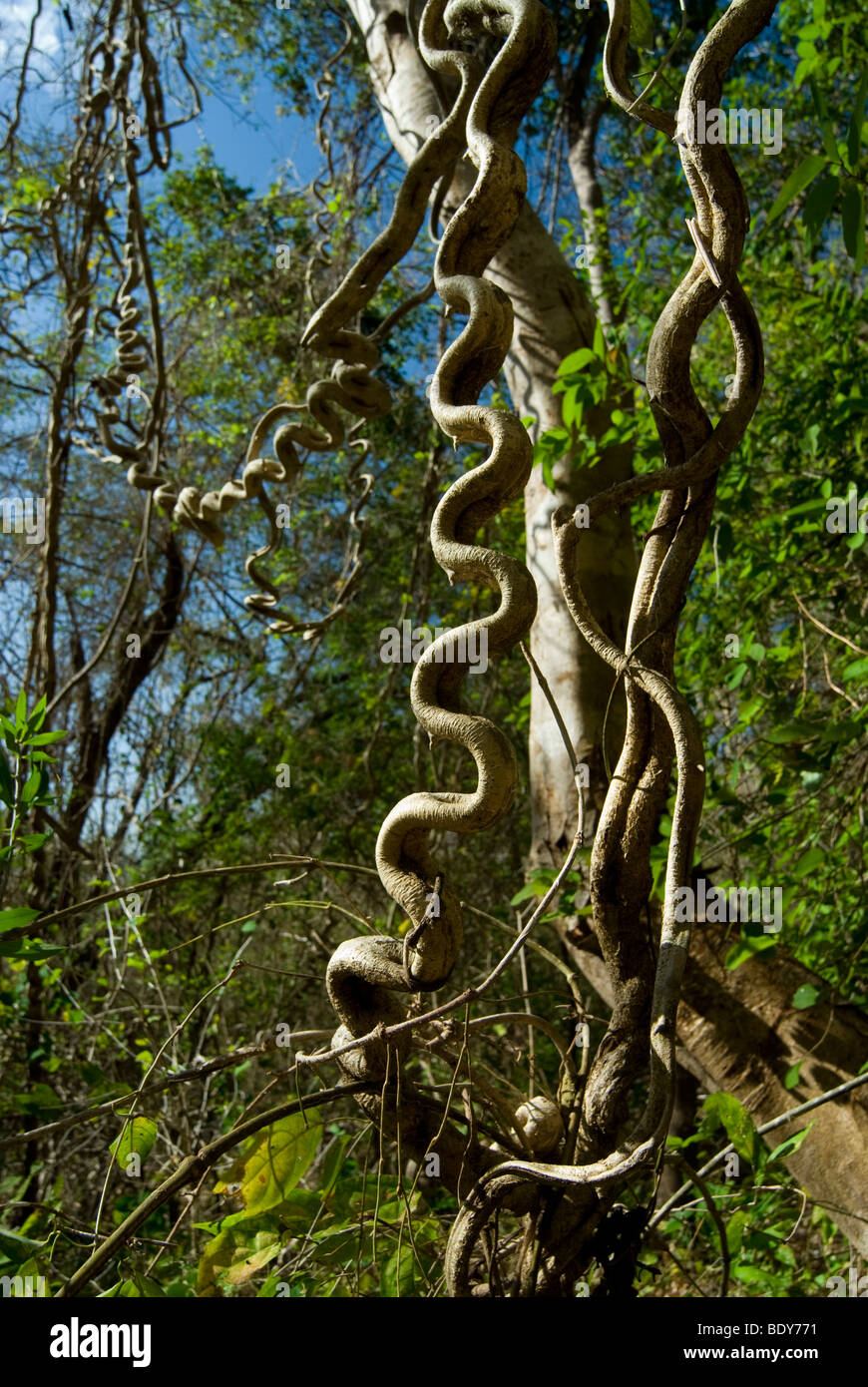 Échelle de singe Vine (Bauhinia glabra), une liane. Banque D'Images