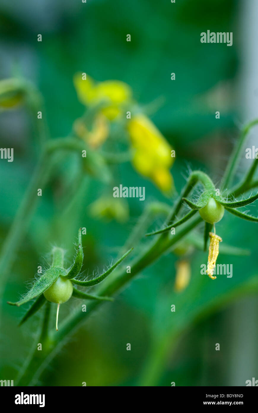 Floraison jaune plante de tomate (Solanum lycopersicum, Lycopersicon esculentum) Banque D'Images