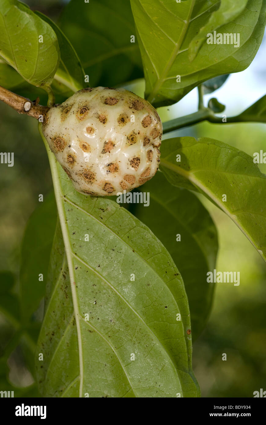 Indian Mulberry, antalgique (Morinda citrifolia), fruits de l'arbre. Banque D'Images