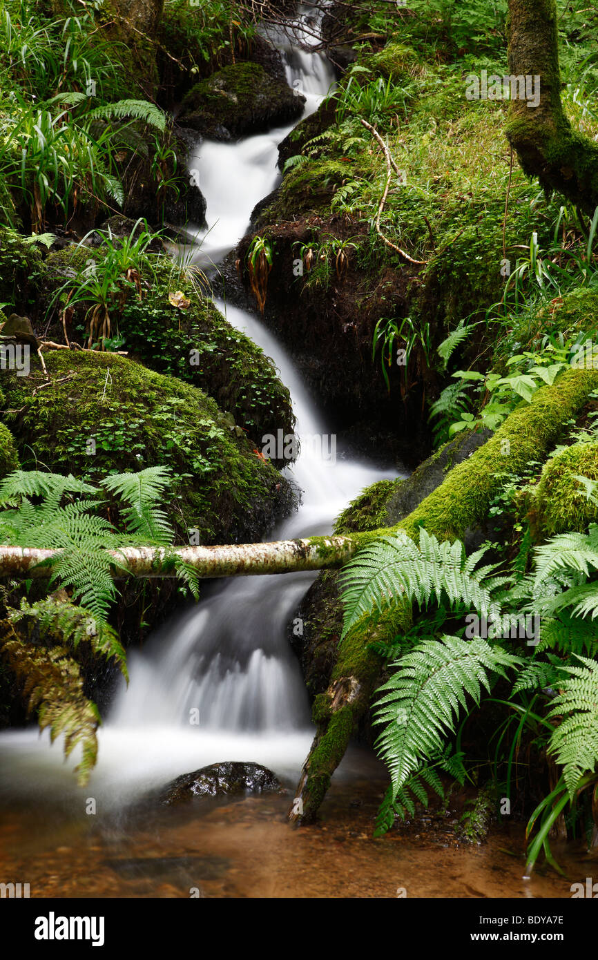 Un petit burn, Birnam près de Perthshire. Banque D'Images