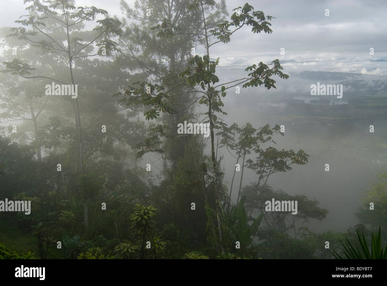 Brouillard dans la forêt tropicale, Turrialba, Costa Rica. Banque D'Images