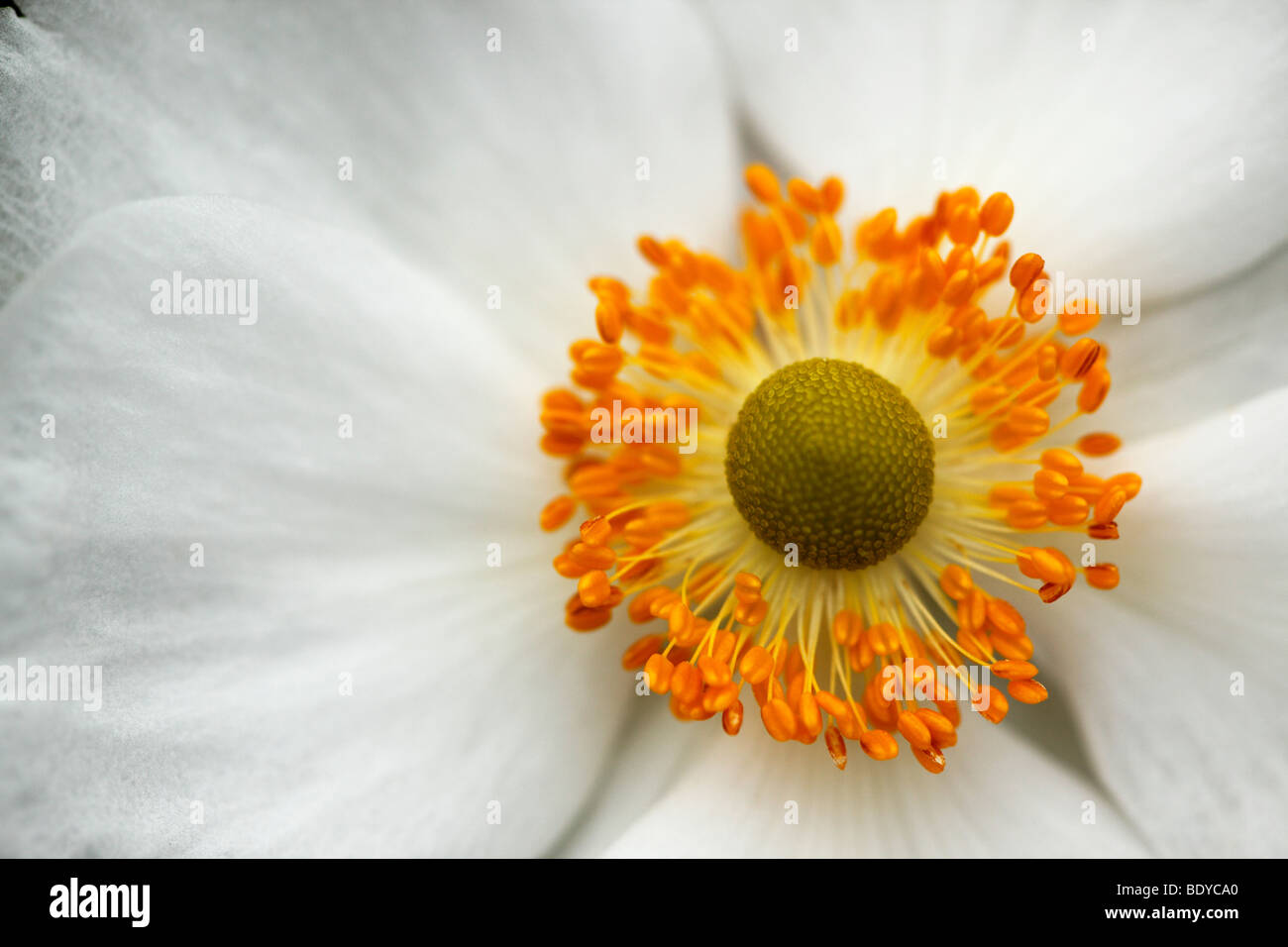 Close-up of a Japanese Anemone. Banque D'Images