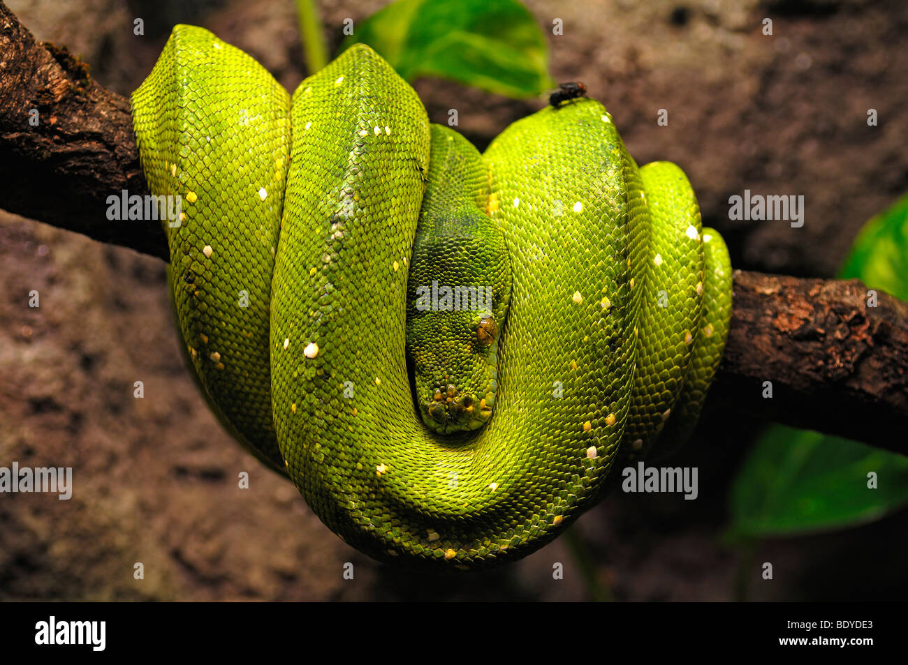 Green Tree Python (Morelia viridis) dans le zoo de Nuremberg, Nuremberg, Middle Franconia, Bavaria, Germany, Europe Banque D'Images