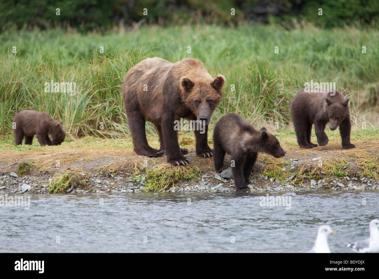 Sow Grizzly avec pêche oursons triplet dans l'herbe verte dans le parc national de Katmai Bay géographique nous Alaska Amérique du Nord Banque D'Images