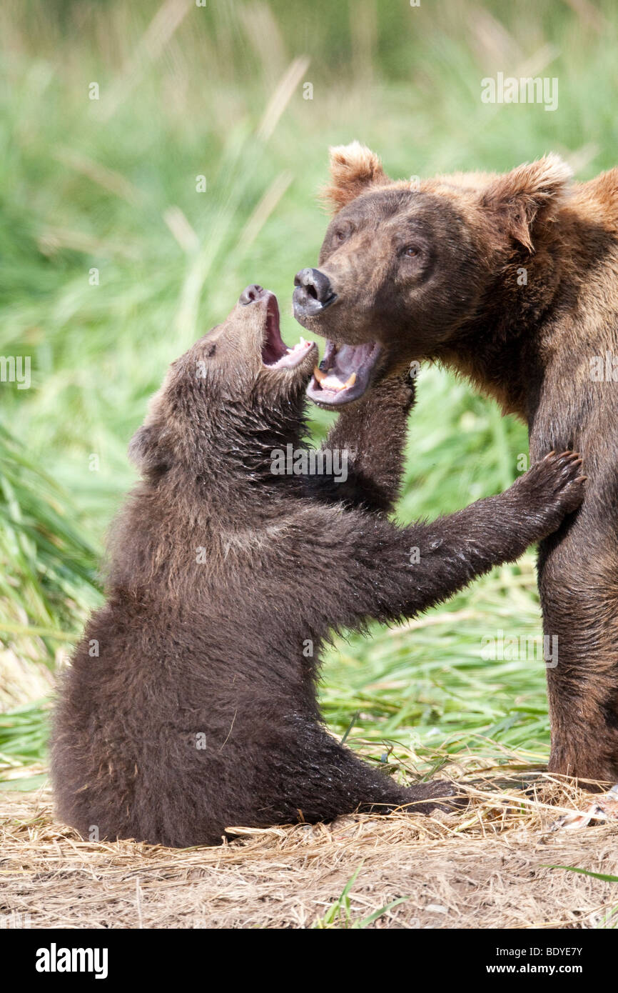 Grizzly Bear cub jouant l'éraflure avec mère dans l'herbe verte dans le parc national de Katmai Bay géographiques de l'Alaska États-Unis Amérique du Nord Banque D'Images