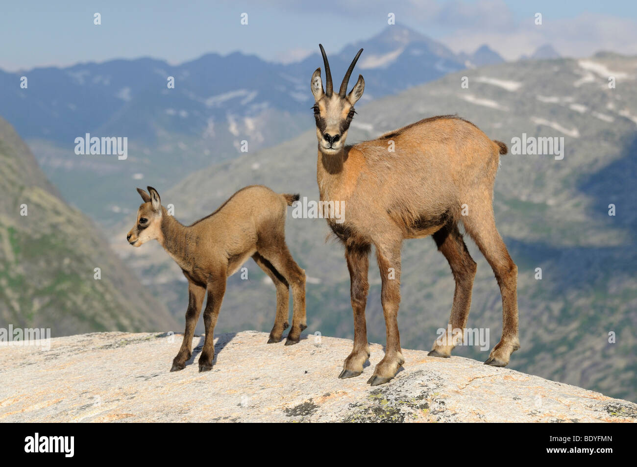 Chamois (Rupicapra rupicapra) avec le faon à la lumière du soleil couchant Banque D'Images
