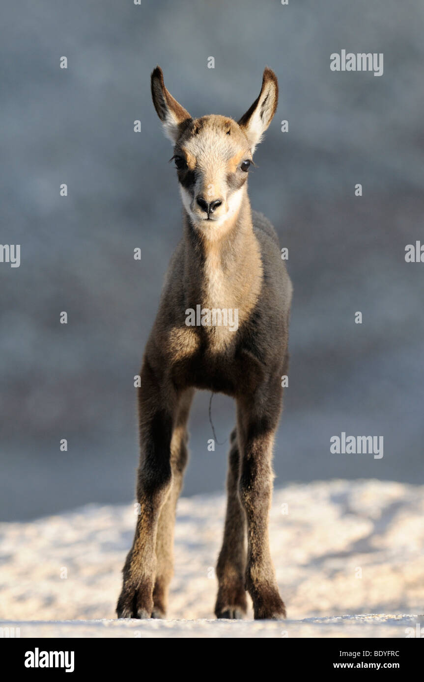 Les jeunes chamois (Rupicapra rupicapra) Banque D'Images