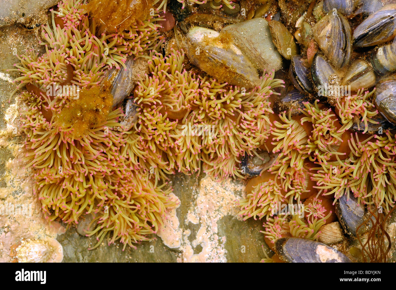L'anémone Anemonia viridis (Snakelocks ( =sulcata)) clone, avec des moules, dans un rockpool, UK. Banque D'Images
