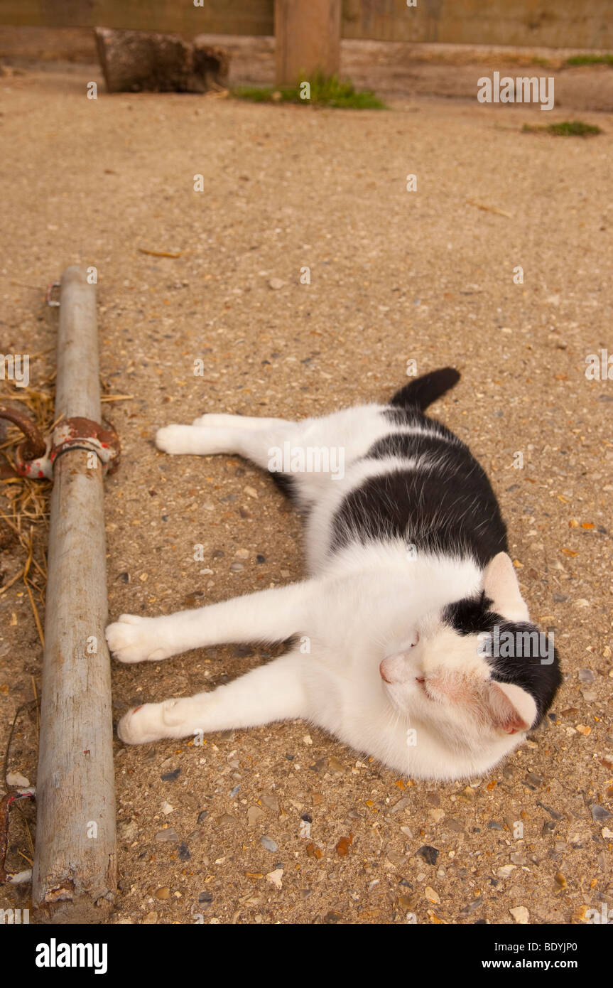 Une ferme chat à Gressenhall musée de la vie rurale dans la région de North Norfolk Uk Banque D'Images