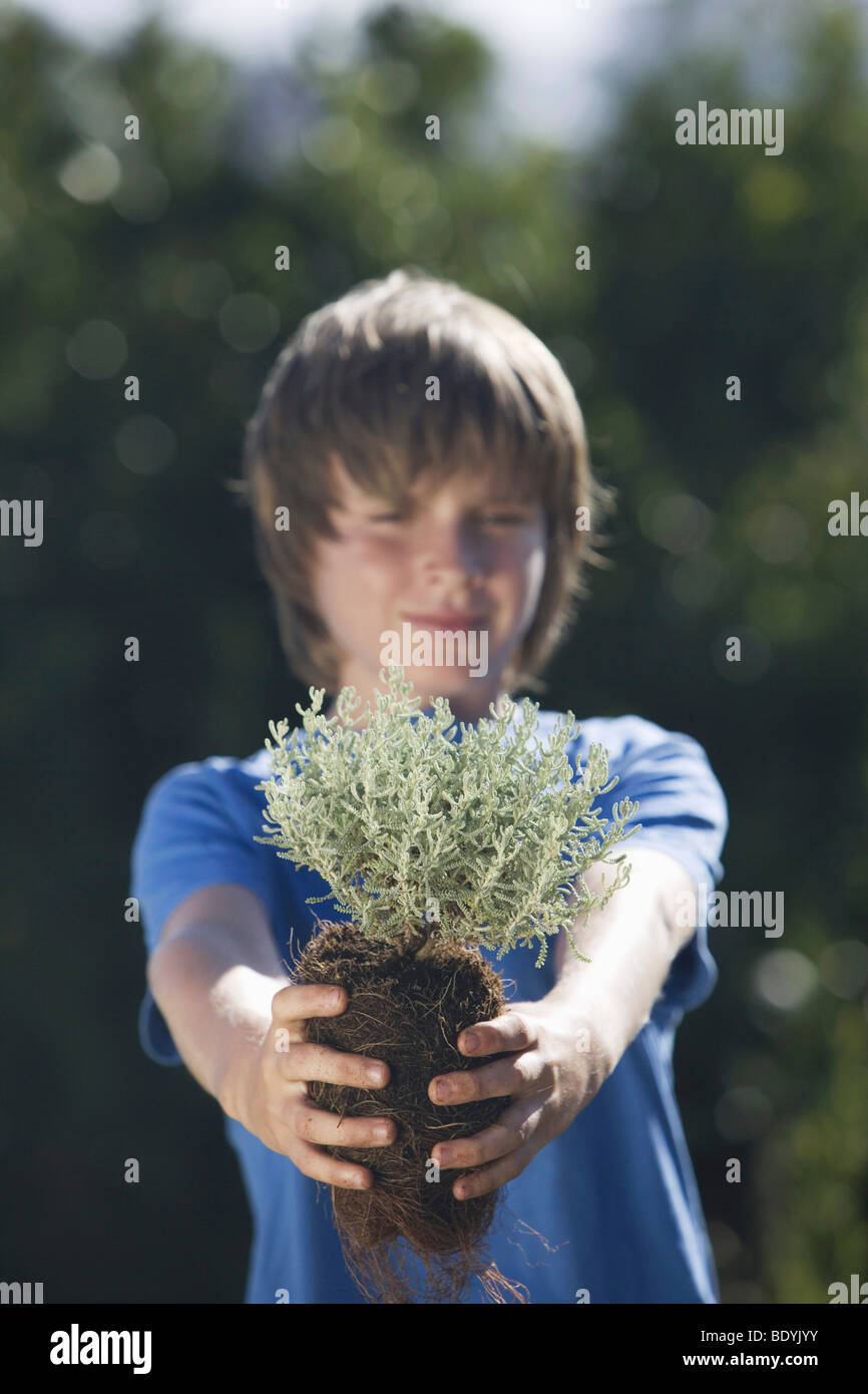 Pre-adolescent boy holding petite plante Banque D'Images
