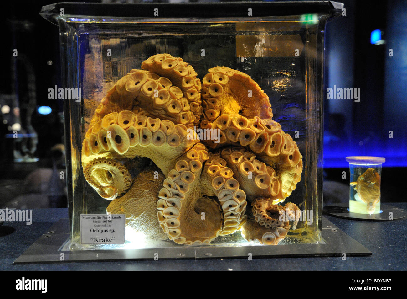 Poulpe (Octopus vulgaris), conservé dans du verre, le Musée d'histoire naturelle de Berlin, exposition sur les récifs coralliens, Musée de l'homme et la nature, Banque D'Images