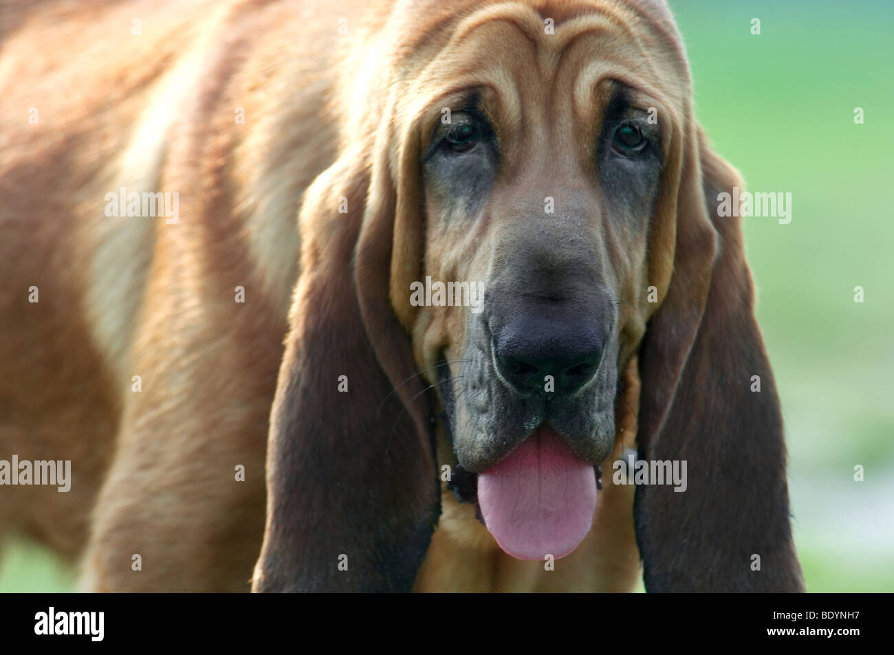 Jeune chien Bloodhound Banque D'Images