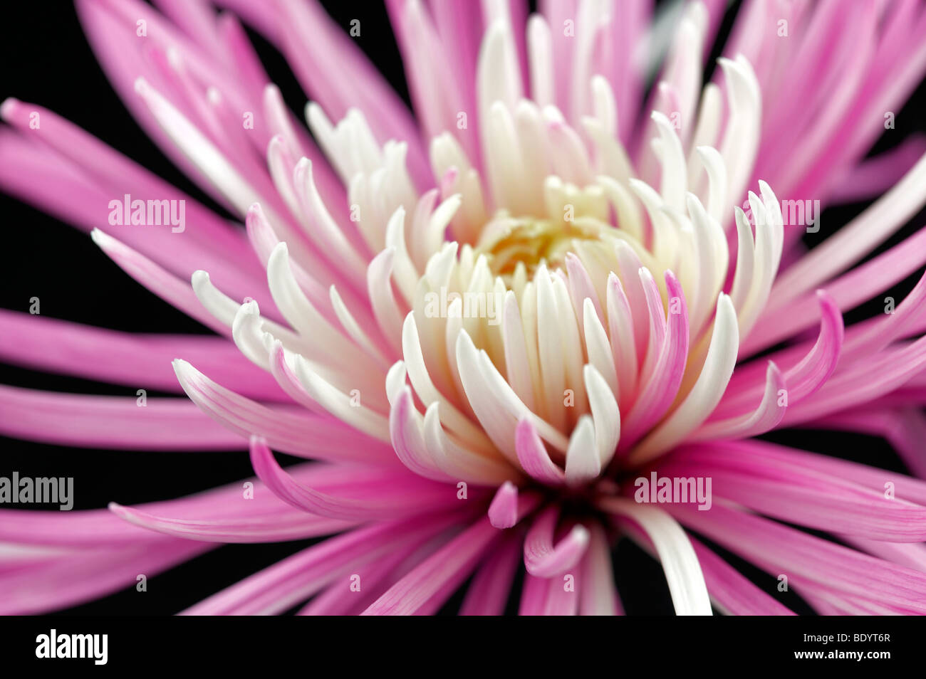 Chrysanthème araignée Banque D'Images