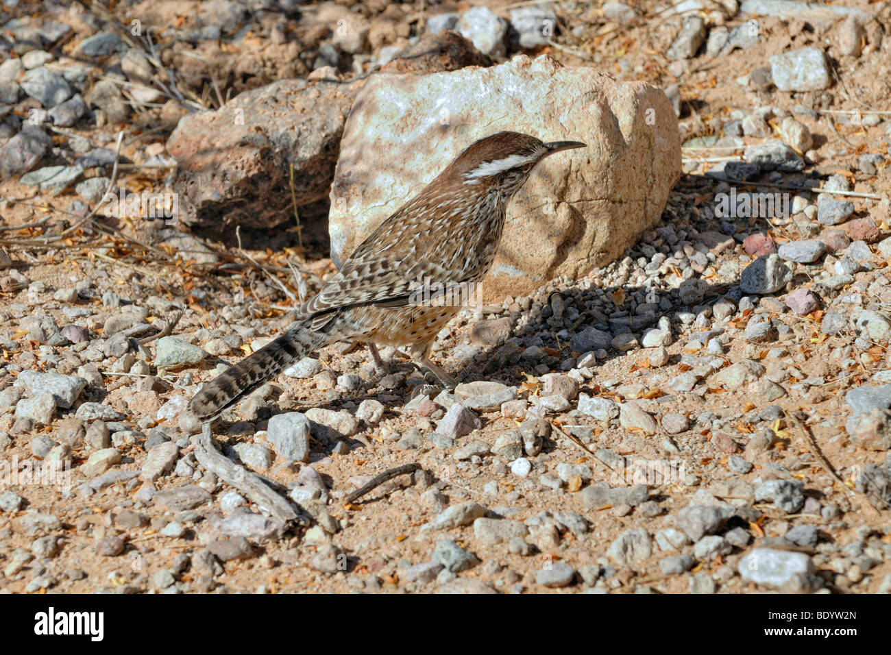 (Campylorhynchus brunneicapillus Cactus Wren), orgue Pipe Cactus National Monument, Arizona, USA Banque D'Images