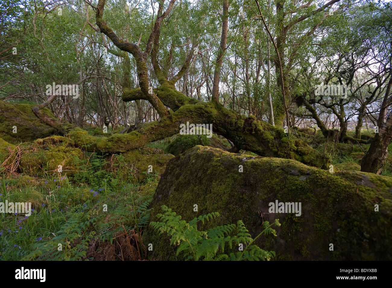 Arbre couvert de mousse, Carsaig Bay, île de Mull, en Ecosse, Royaume-Uni, Europe Banque D'Images