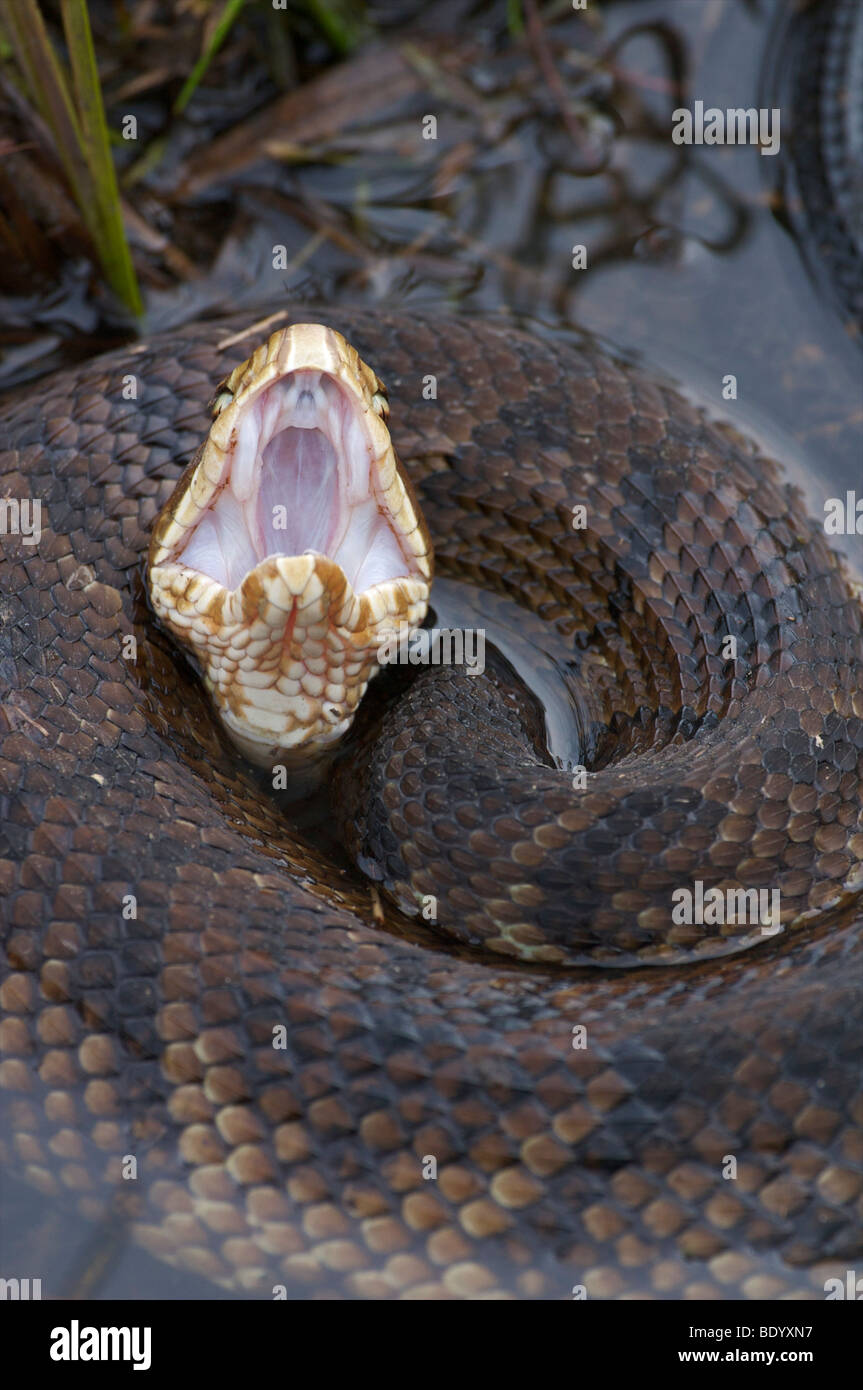 Serpent, Cottonmouth ou de l'eau affichage mocassin cottonmouth posture d'avertissement Banque D'Images