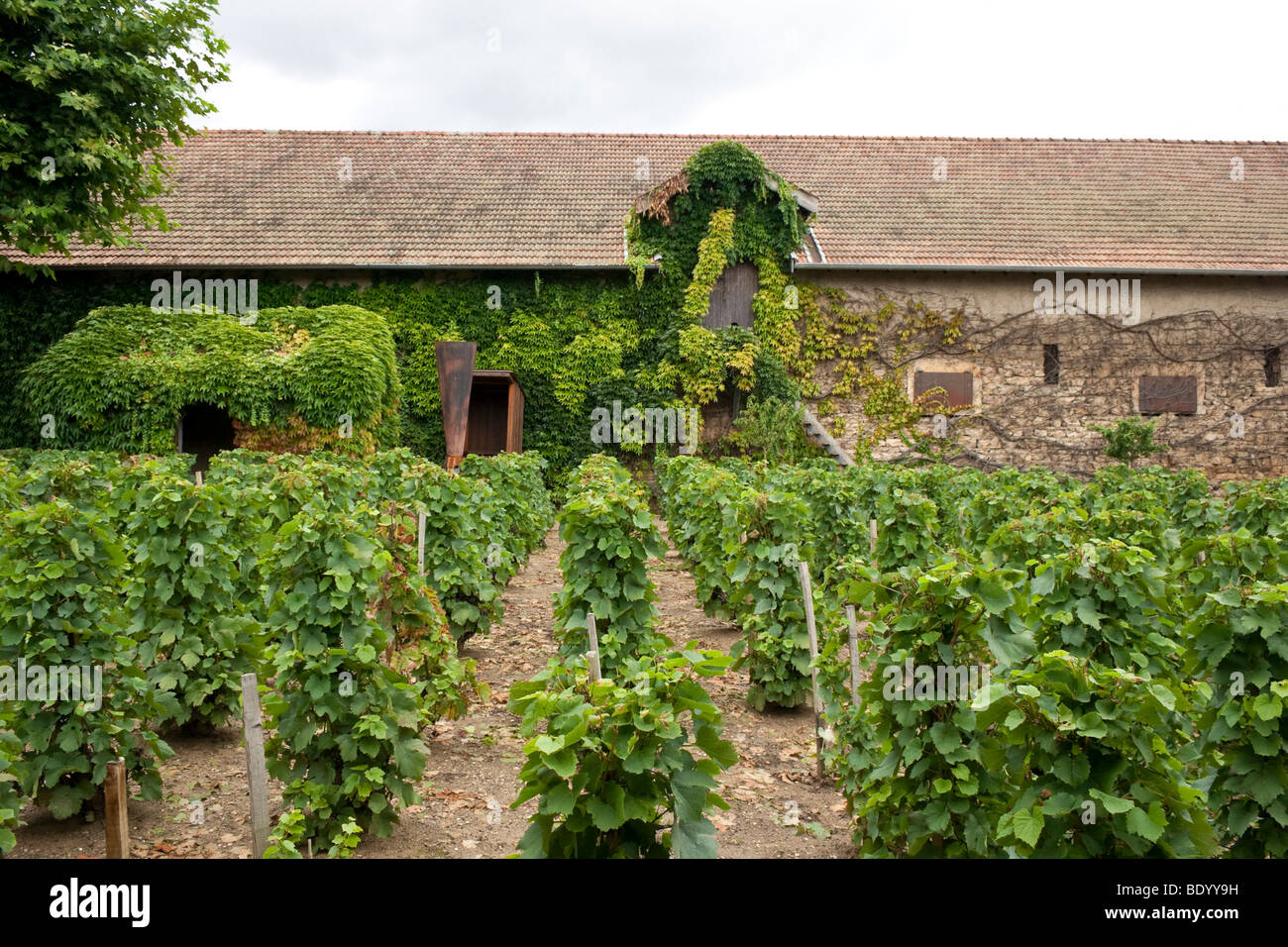 Bourgogne France 2009 Abbaye de Cluny vineyard vines Banque D'Images