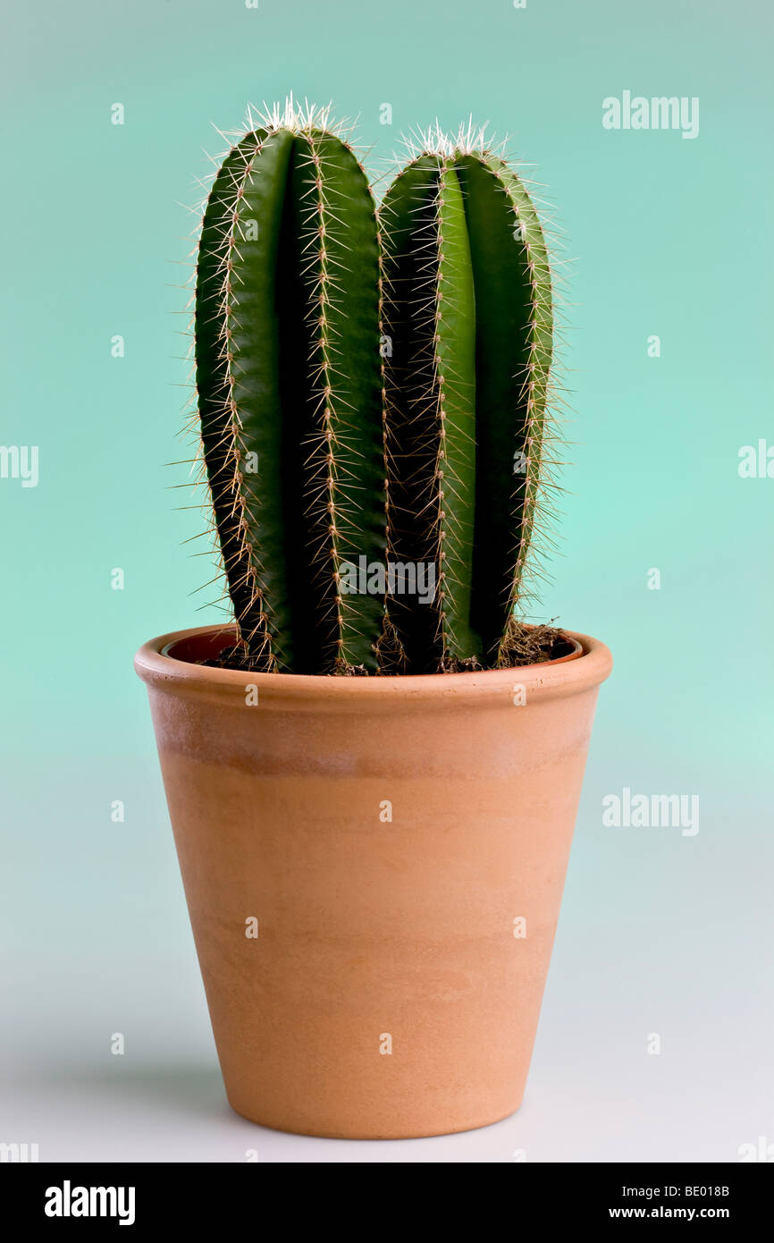 Cereus cactus dans un pot Banque D'Images
