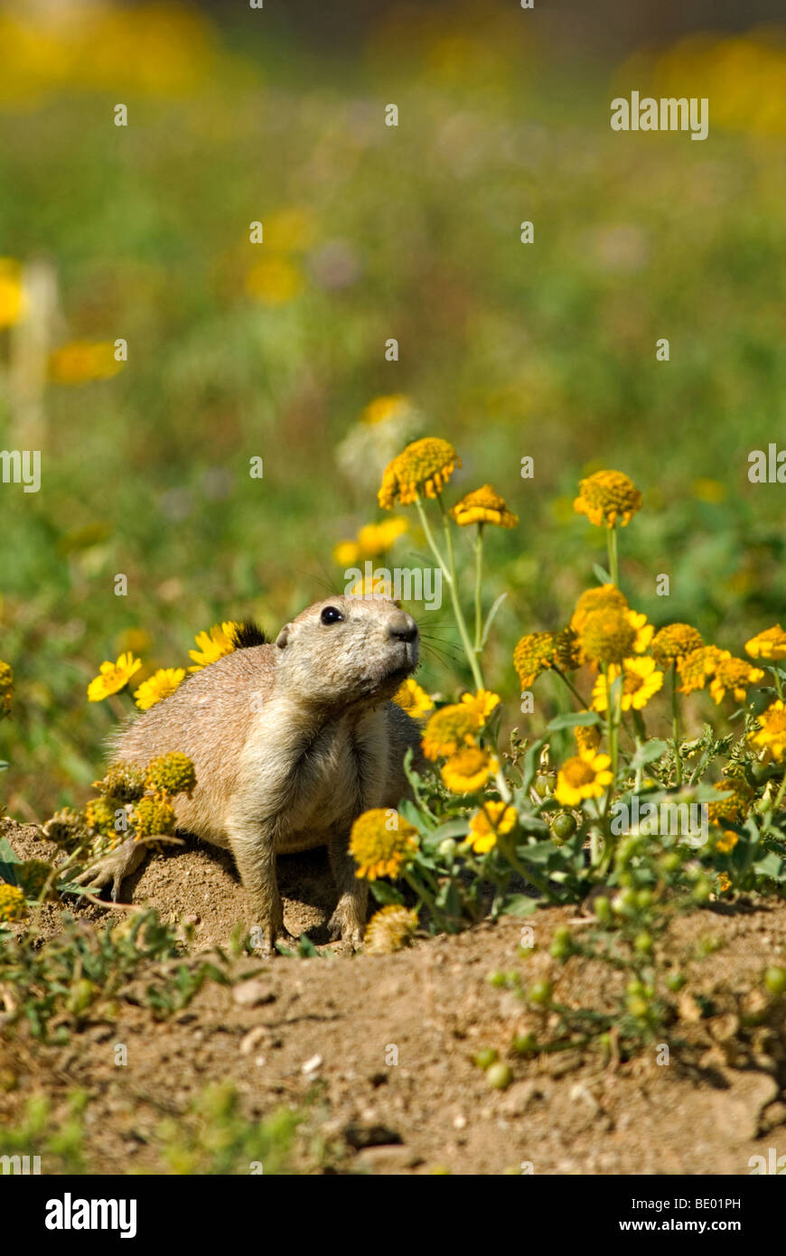 Noir- chien de prairie à la fin de l'été fleurs sauvages près de burrow, Aurora Colorado nous. Banque D'Images