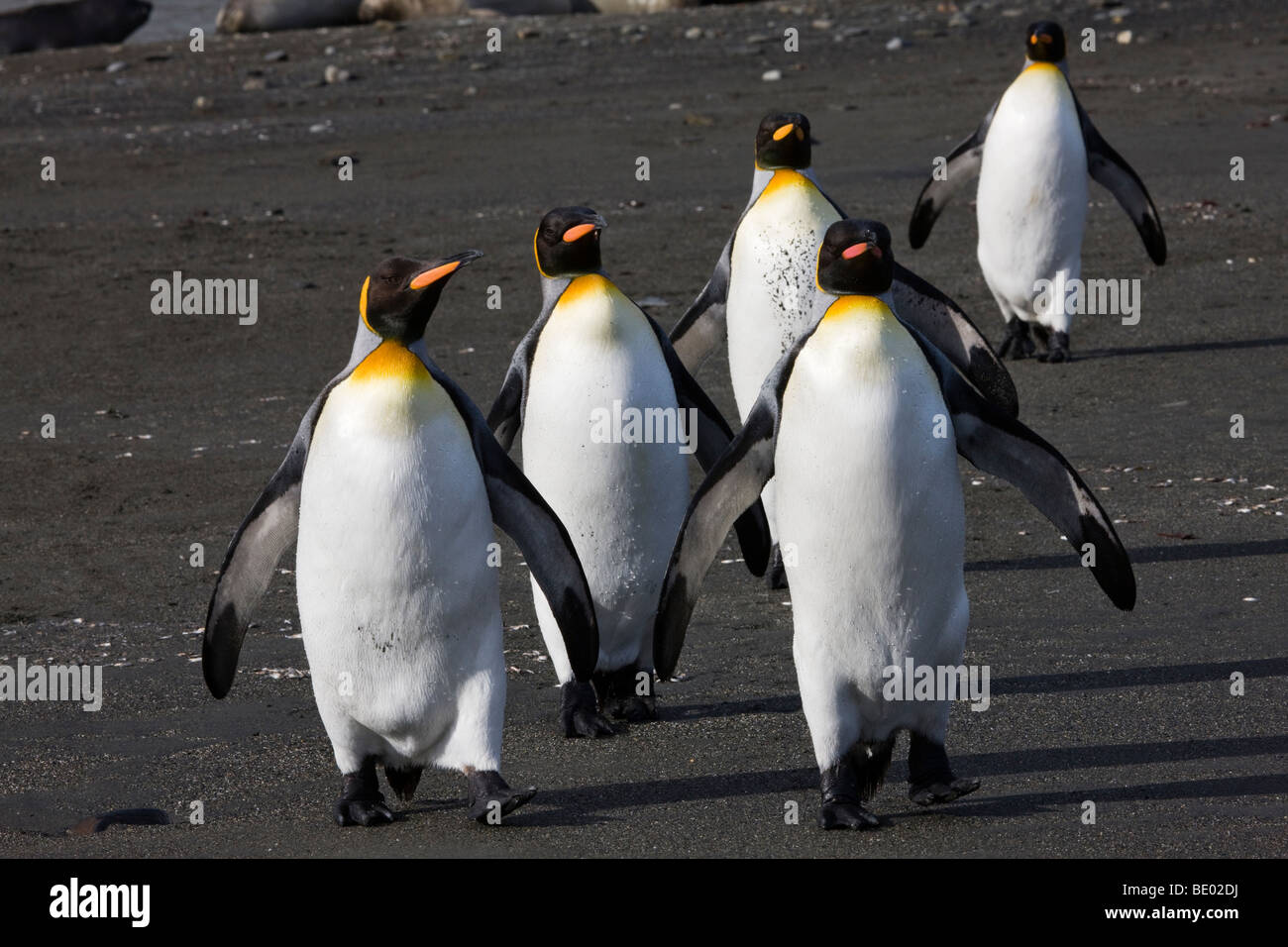 Funny pose groupe de couleur vive le roi des pingouins à marcher ensemble dans la tête de ligne ailes sur plage de sable noir en Géorgie du Sud, Antarctique Banque D'Images