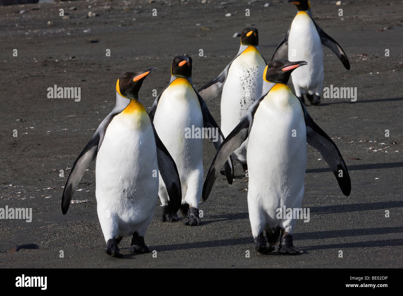 Funny pose groupe de manchots royaux de couleurs vives en marchant à la tête de la formation, de palmes sur plage de sable noir en Géorgie du Sud Antarctique îles Banque D'Images