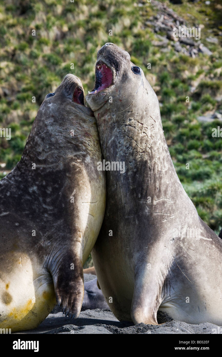 Close up 2 drôles de parler grand gros éléphants mâles, bouche ouverte, se penchant debout ensemble touchant en Géorgie du Sud, l'Antarctique Banque D'Images