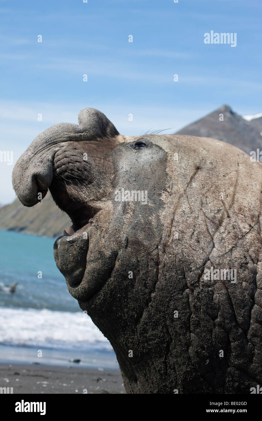 Profil humoristique close-up de tête de gros vilain 'contremaître' éléphant mâle seal en conversation sur plage, à partir de la faible inclinaison, la Géorgie du Sud l'Antarctique Banque D'Images