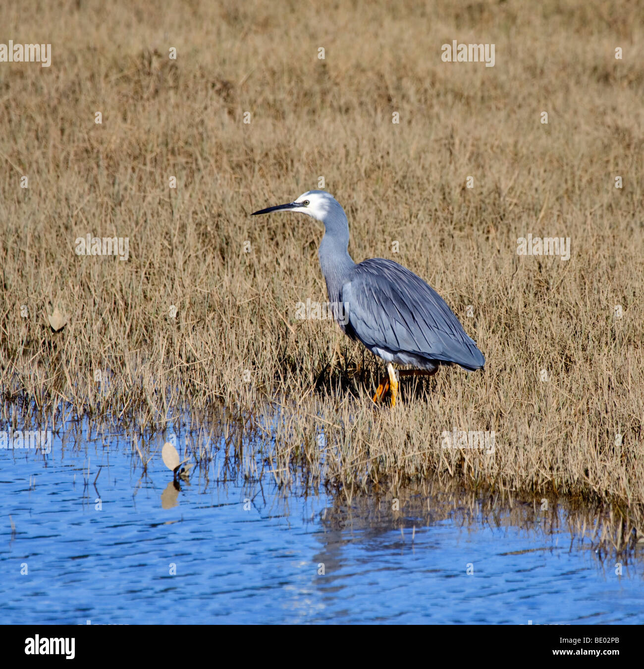 Aigrette à face blanche (Egretta novaehollandiae) dans les marais de marée Banque D'Images