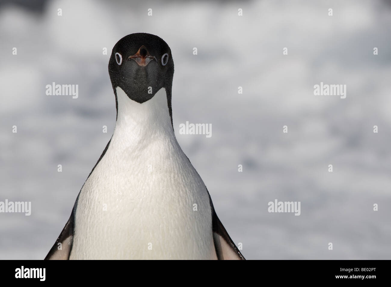 Funny close-up pose d'1 Adelie penguin regardant droit devant, l'arrière-plan blanc de la neige en Antarctique, les concepts d'espace blanc, l'espace d'annonce Banque D'Images