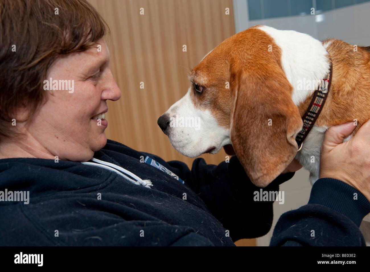 Propriétaire avec son chien beagle Banque D'Images