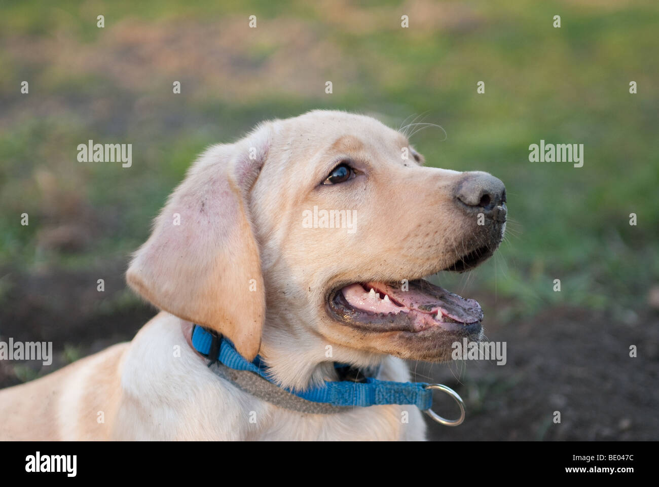 Un labrador retriever chiot assis en face d'un trou à la vigilance Banque D'Images