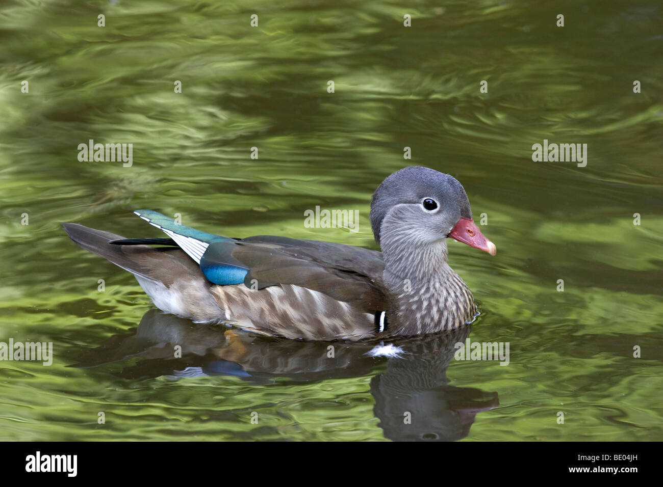 Femelle Canard Mandarin Banque D'Images