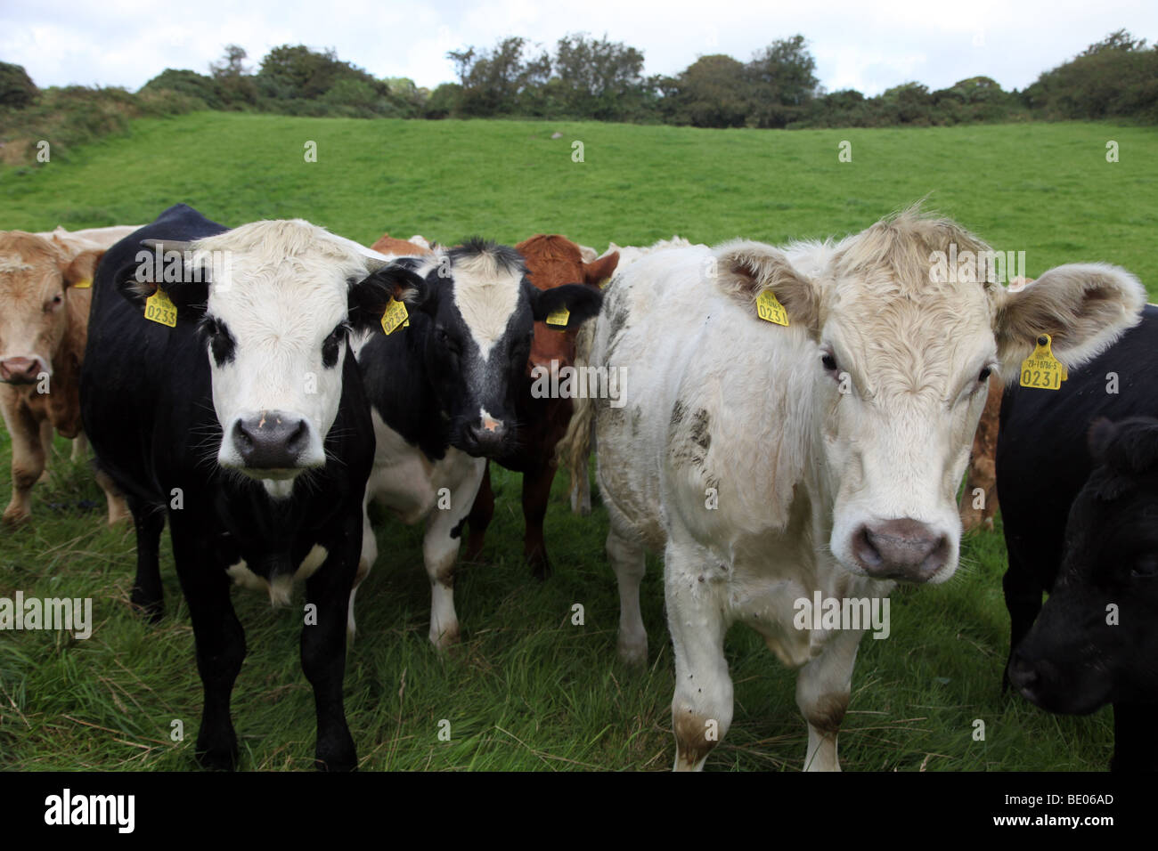 Troupeau de bovins laitiers irlandais Banque D'Images